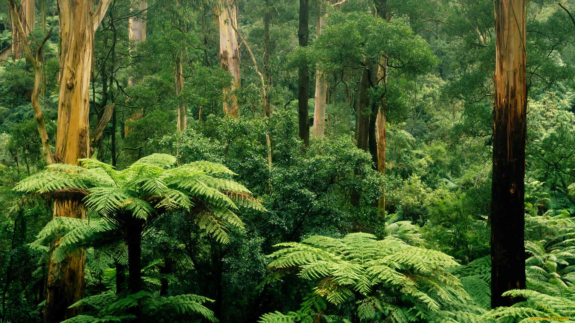 Зона влажных лесов австралии. Древовидные папоротники Австралии. Эвкалиптовые леса субтропиков Австралии. Южная Америка Сельва лианы. Влажный вечнозеленый лес Южной Америки.